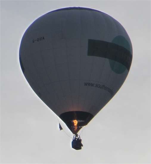 elmer_in_morning_light