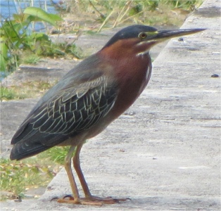 guallin_green_heron