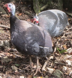 guinea_fowl