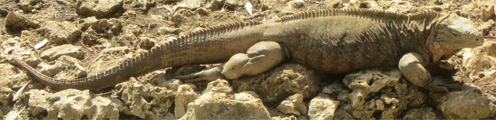 iguana