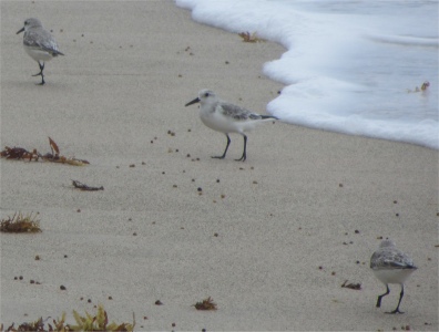sandpipers