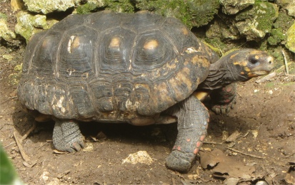 tortoise