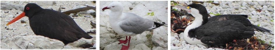 birds_on_kaikoura_peninsula