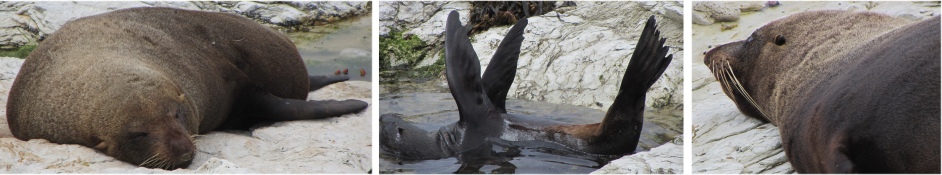 fur_seals_on_kaikoura_peninsula