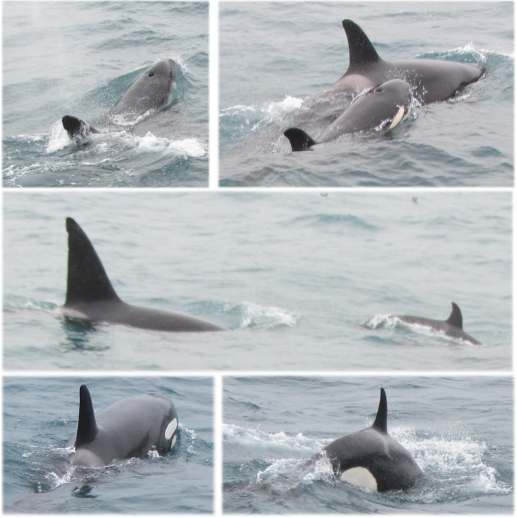 orcas_at_kaikoura_trench