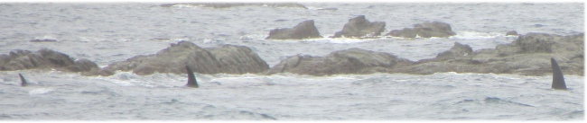 orcas_hunting_near_the_marina