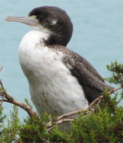 pied_shag_at_yellow_lookout