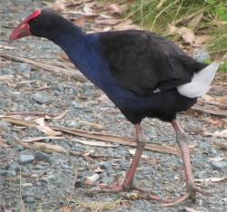 pukeko