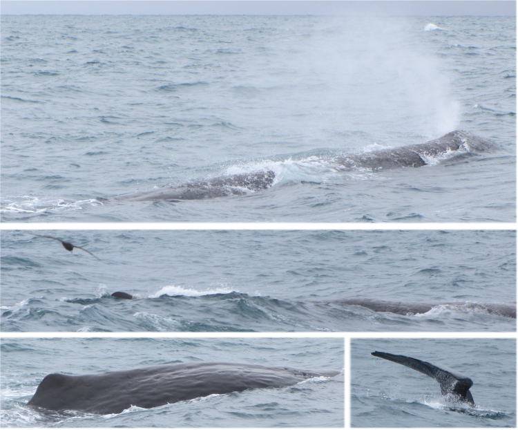 sperm_whales_at_kaikoura_trench