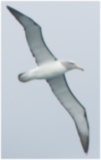 wandering_albatross