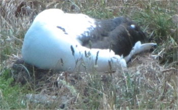 sleeping_royal_albatross