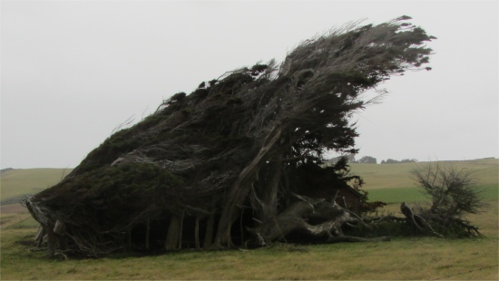 windswept_trees
