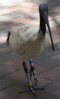 ibis