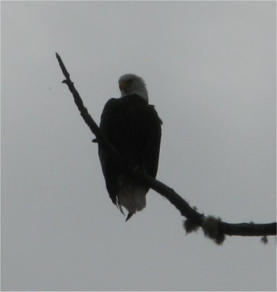 bald_eagle