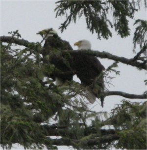 bald_eagles