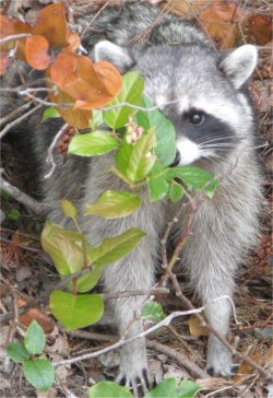 raccoon
