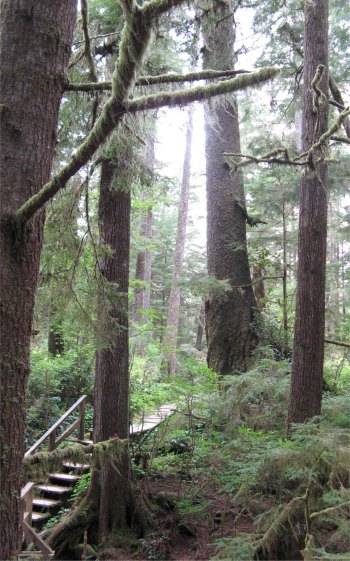 schooner_cove_forest