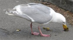 seagull_with_crab
