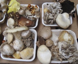 assorted_mushrooms