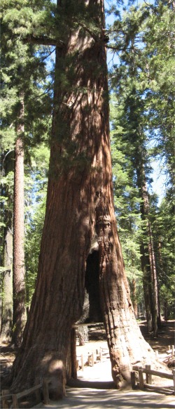 california_tunnel_tree