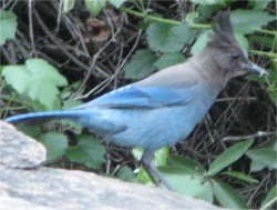 stellar_jay