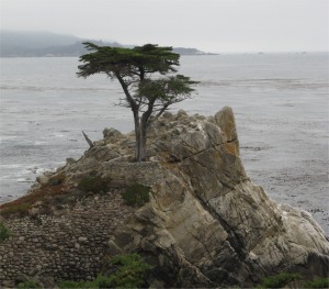 the_lone_cypress
