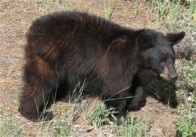 bear_cub