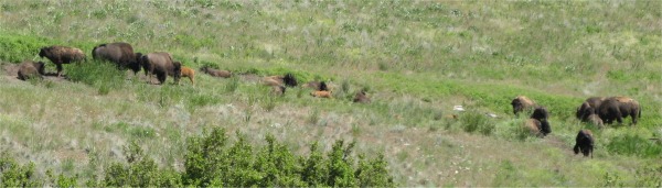group_of_bison
