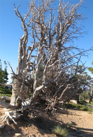 bristlecone_pine