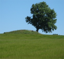 solitary_tree