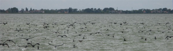 cormorants