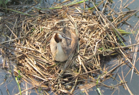 grebe_nest