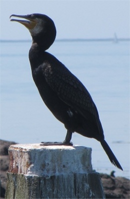 colijnsplaat_cormorant