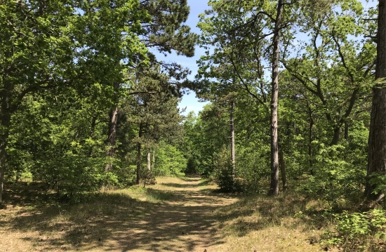 vlieland_forest_hike