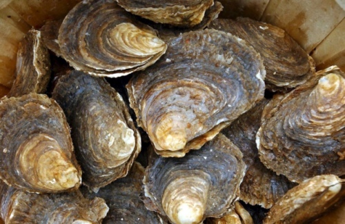 oysters