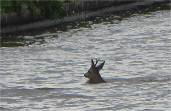 deer_in_canal