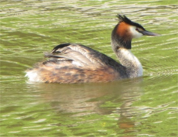 harlingen_grebe