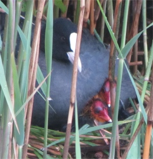 coot_on_nest