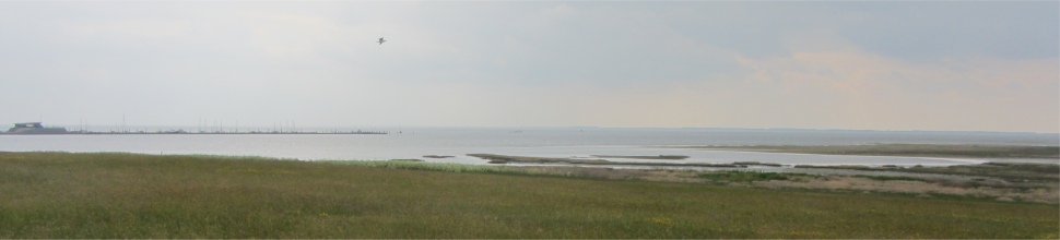 schiermonnikoog_saltmarsh