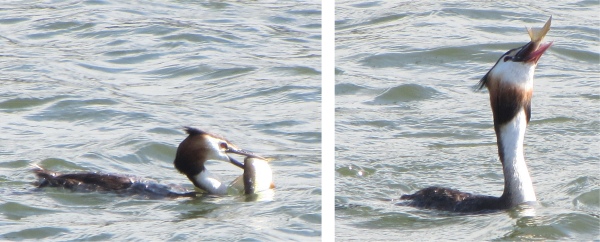 grebe_with_fish