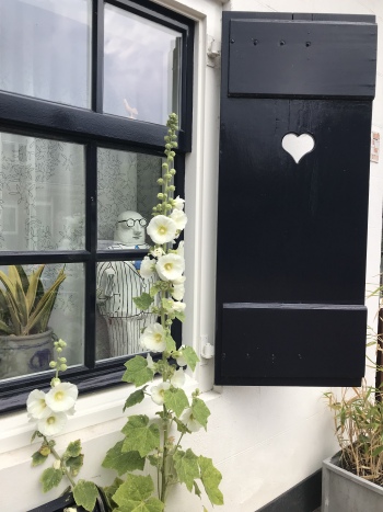 willemstad_holyhocks