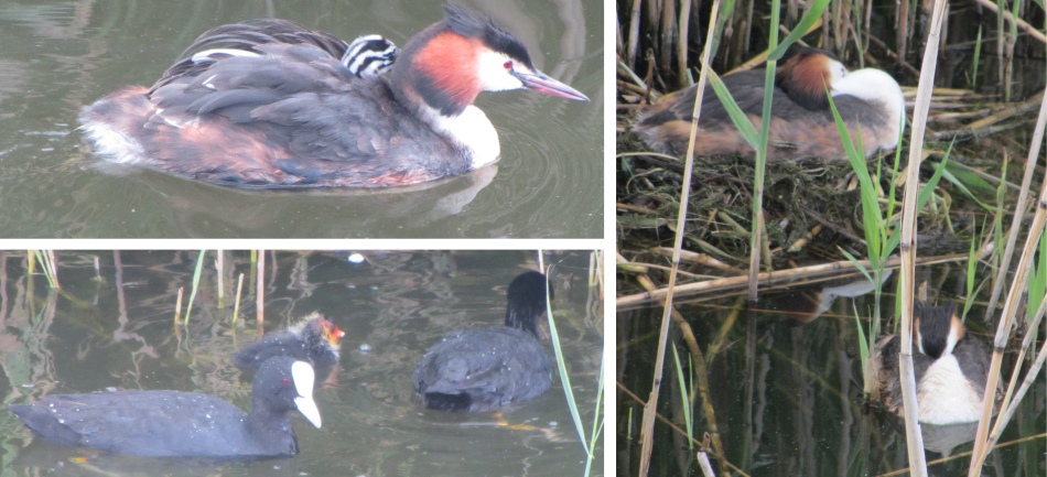 coots_and_grebes