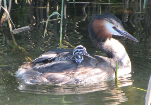 grebe_with_chick