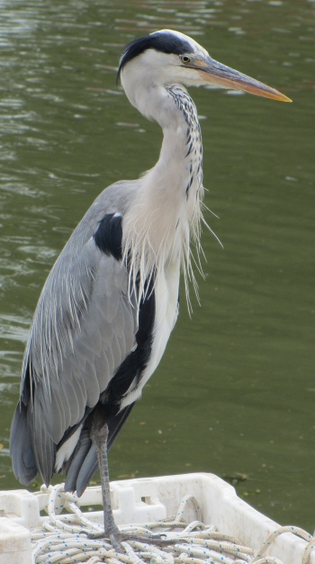 heron