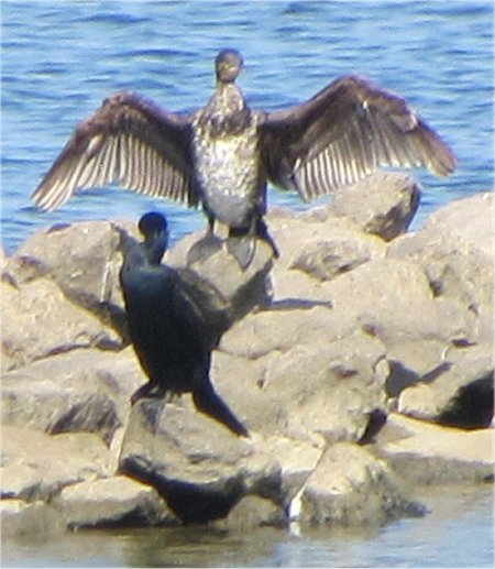 cormorants_at_bird_sanctuary