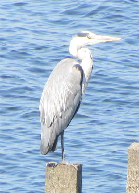 heron_at_bird_sanctuary