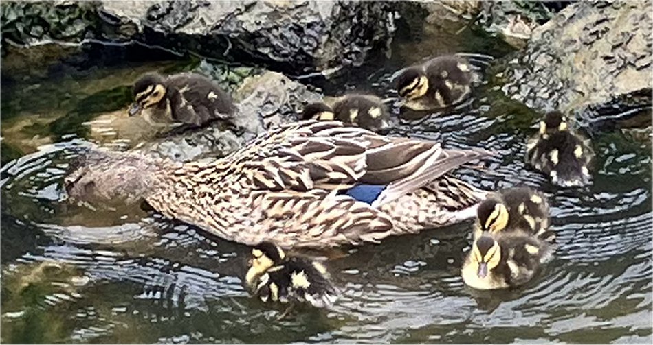 ducks_enjoying_the_rain
