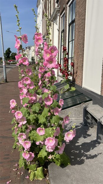 hollyhocks