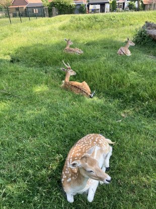 wemeldinge_fallow_deer